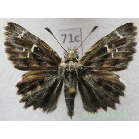 Carcharodus alceae (Esper, 1780) Czech71c